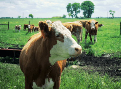 Verde Farms, LLC